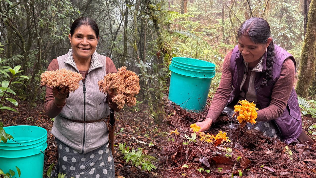 ¡Encontramos muchos hongos! Nos perdimos en el bosque, nos agarró la lluvia, pero valió la pena