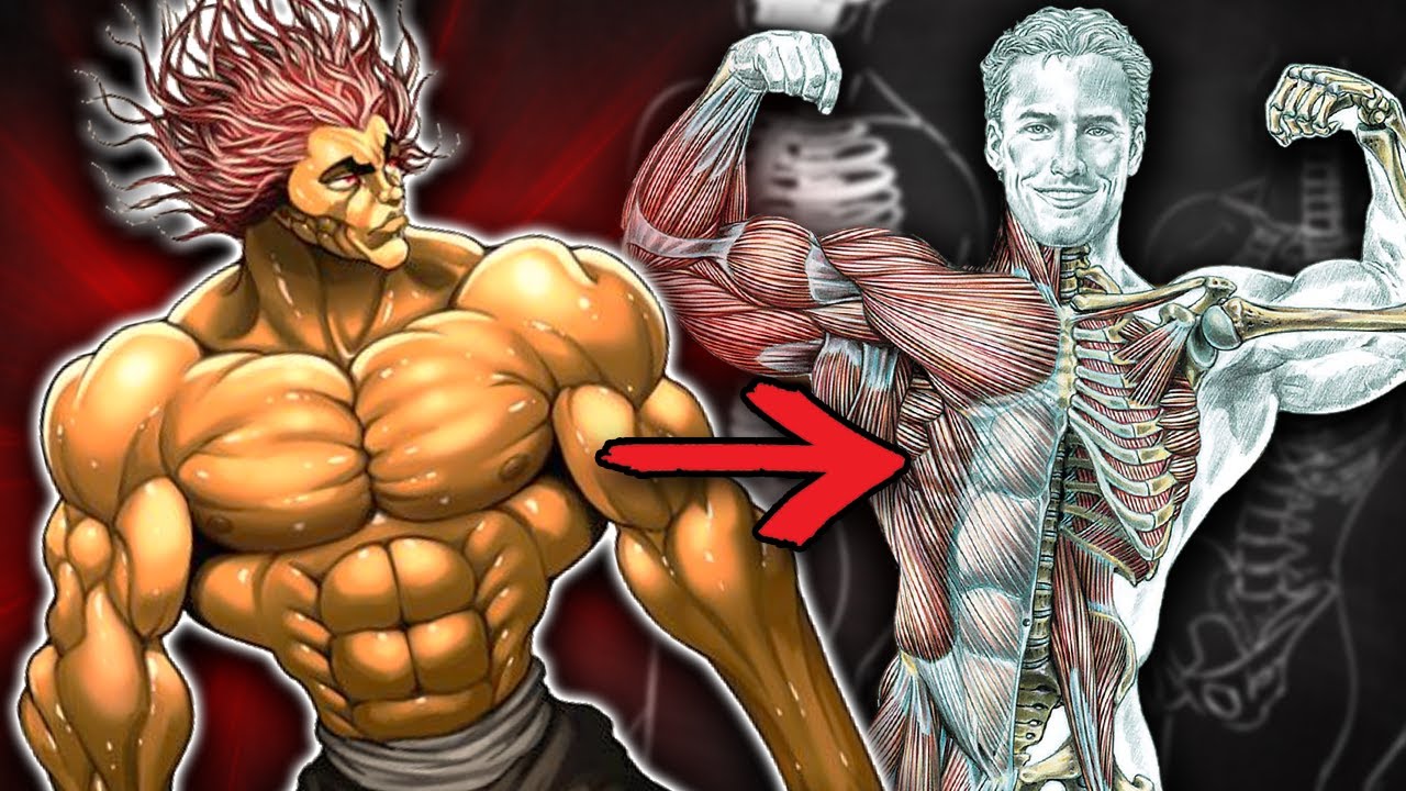 YUJIRO’s Muscle Anatomy | Baki Hanma