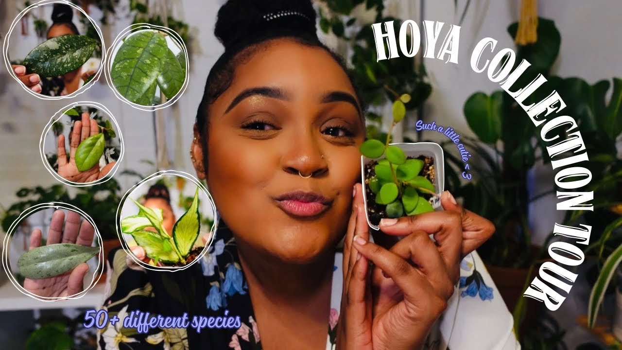 My Entire ( STRUGGLING )Hoya 🌼 Collection Tour 💕 | Every Hoya that I own Rare + Common 🌱 | 2025