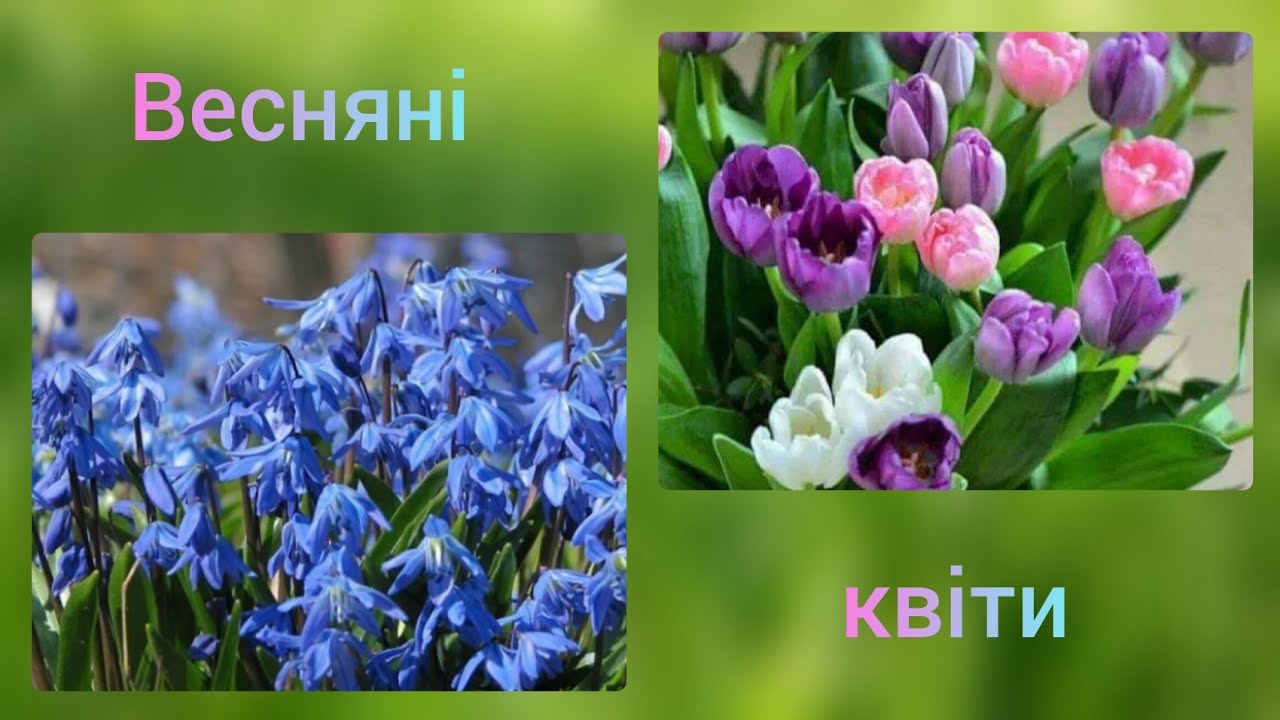 Весняні квіти. Будова квітки. Ріст та цвітіння.