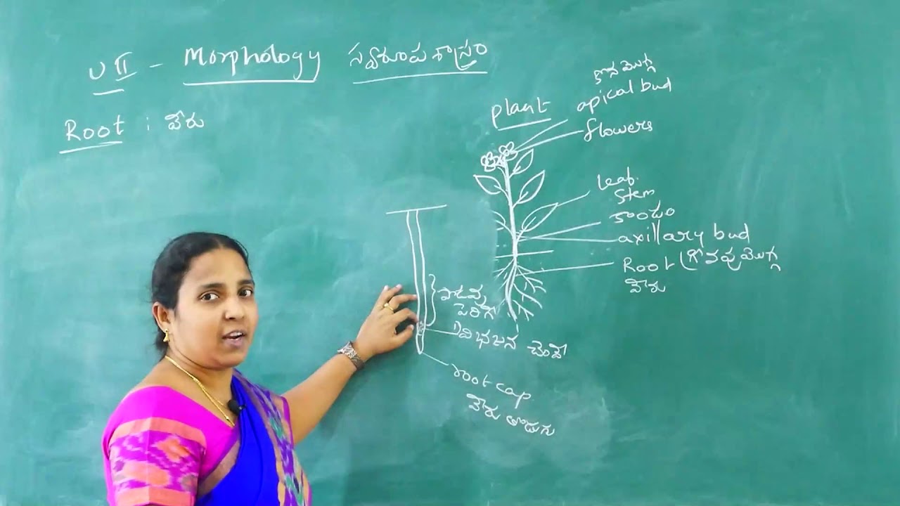 Jr inter - Botany - Morphology - part - 1
