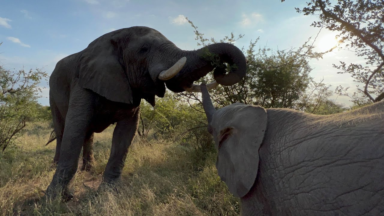 How To Identify Dominant Bull, Sebakwe | The Biggest & Oldest Elephant in the Herd