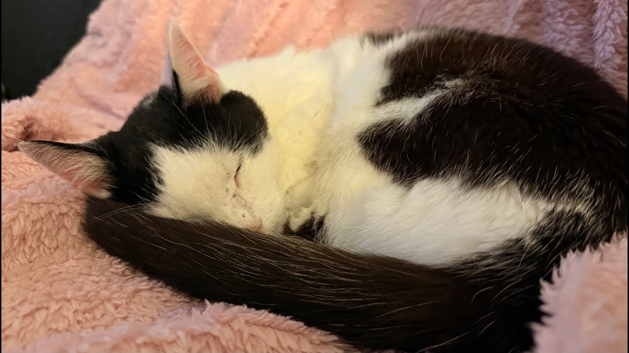 Dieser Stream ist voller Katzen,Saft und einem Paket 😅