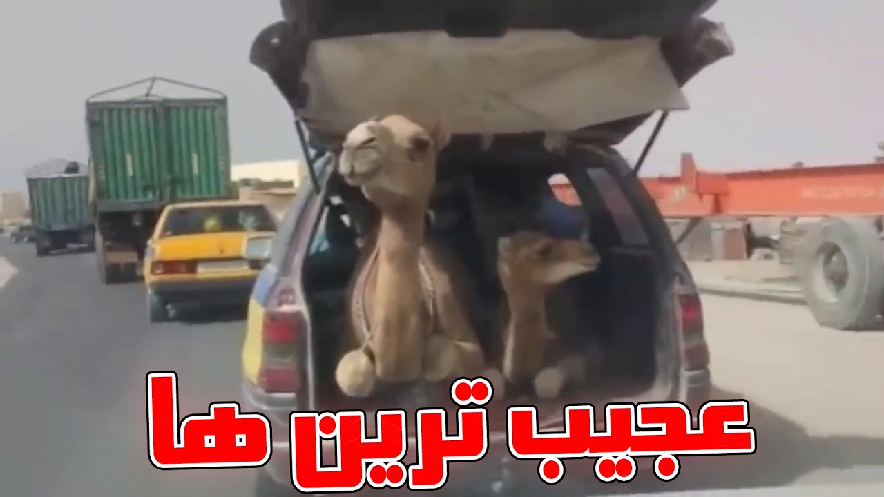 ضایع ترین سوتی ها و خرابکاری هایی که نمی تونید از دست بدید