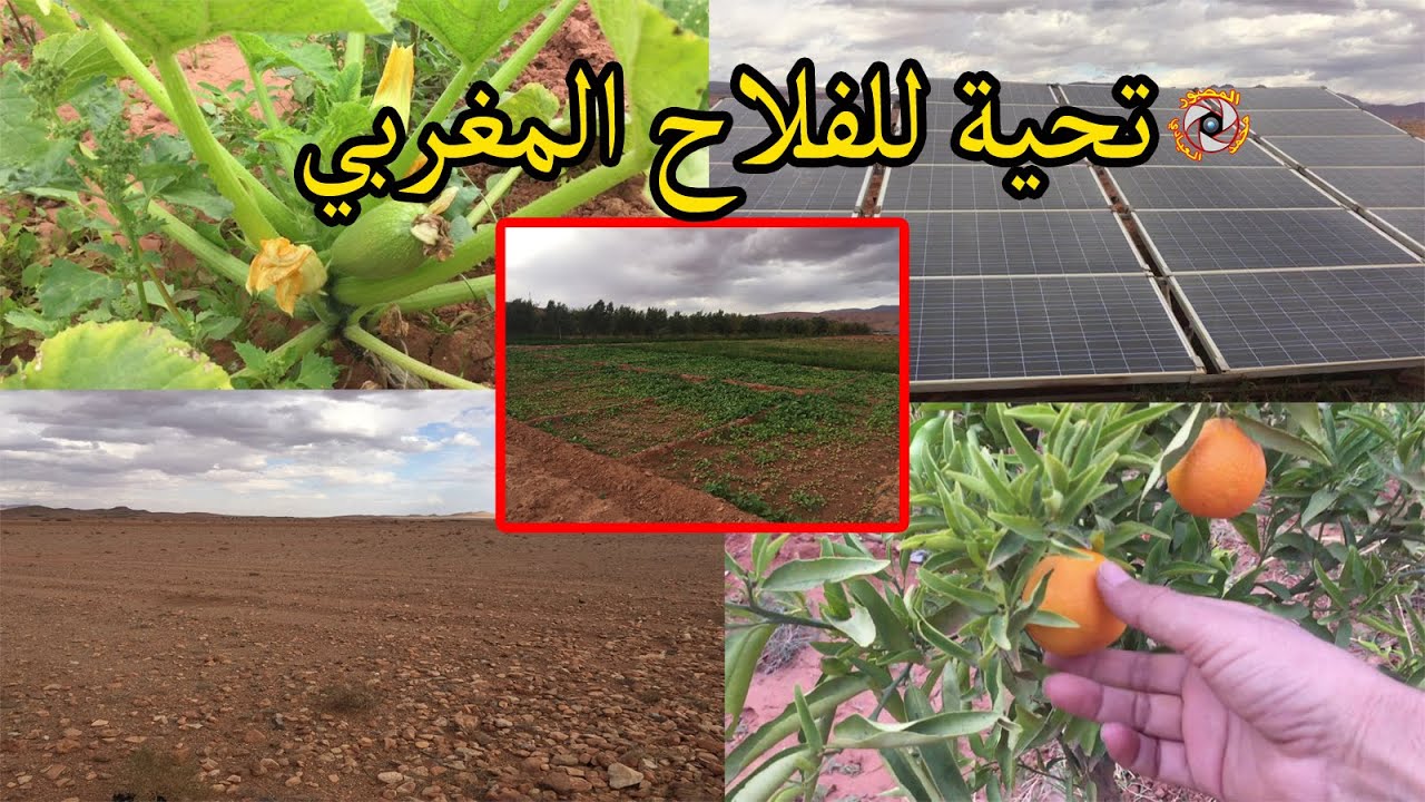 فيرمة في صحراء ... شاهد اجتهاد الفلاح و الفلاحة بدوار واكليم اقليم تنغير