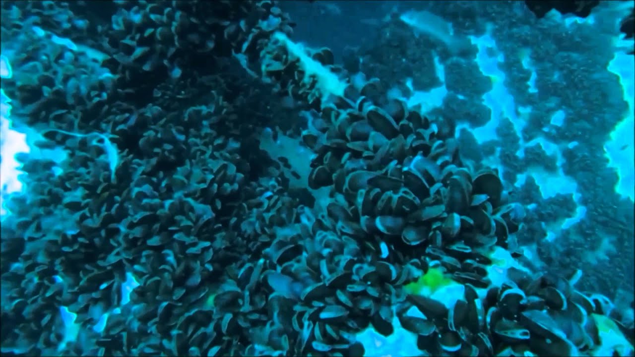 Delaware Reefs
