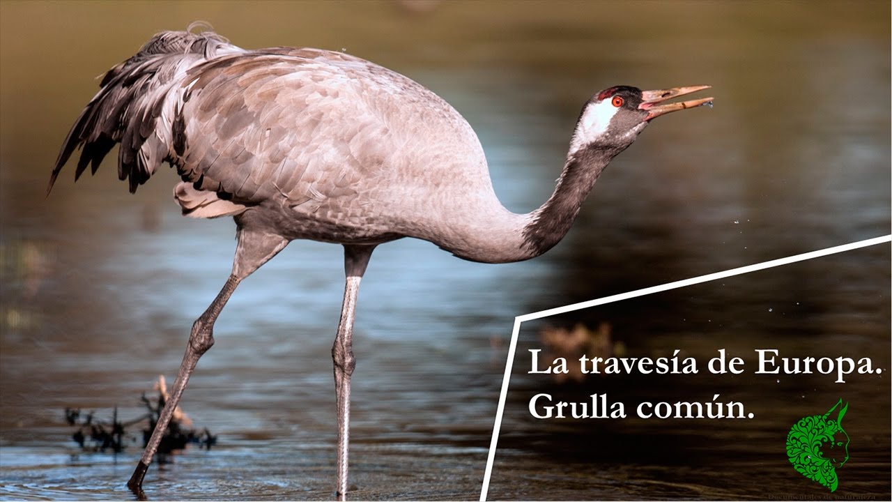 Grulla comun la travesia de Europa
