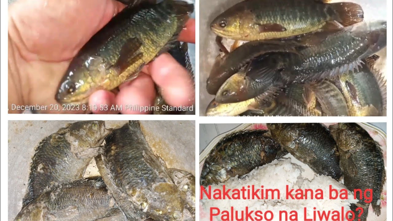 Climbing Perch | Liwalo | lutong bukid Palukso ( Pakalugkog ) #lutongbahay #nakatikimlangnakakaalam