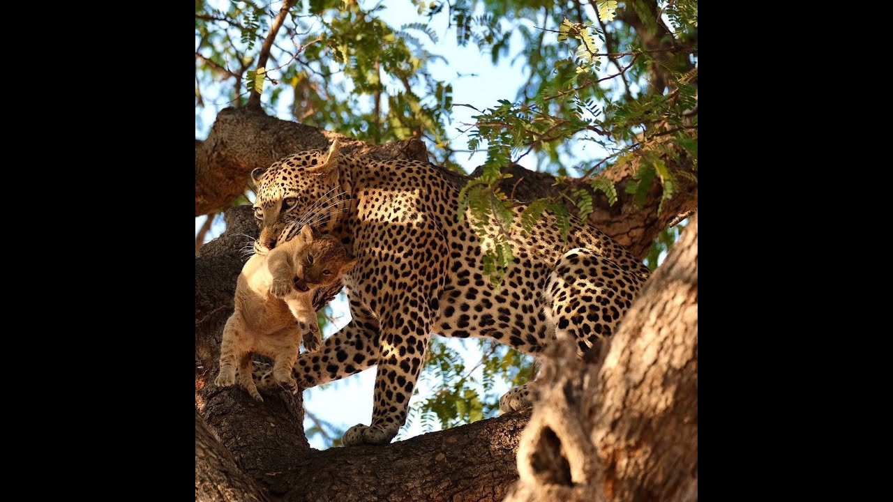 Leopard kill lion cubs horribly and climb on tree
