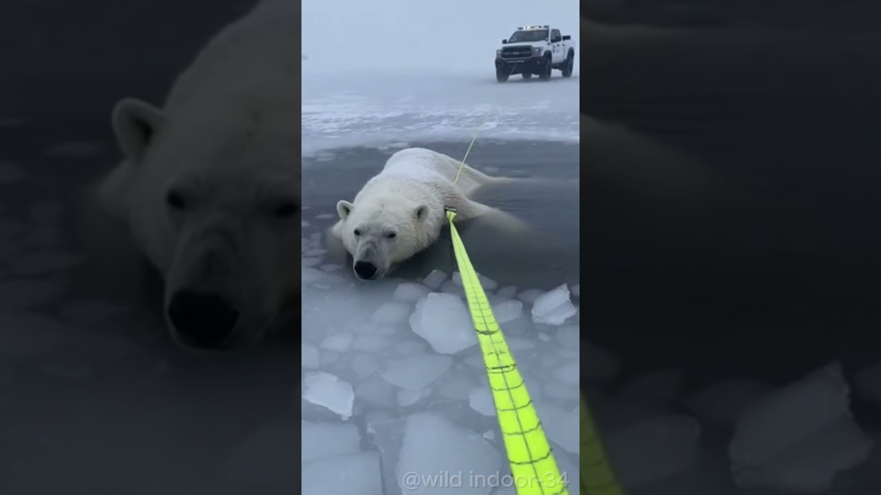 He Found A Polar Bear Frozen In A Lake In Serbia 😱🐻‍❄️ 