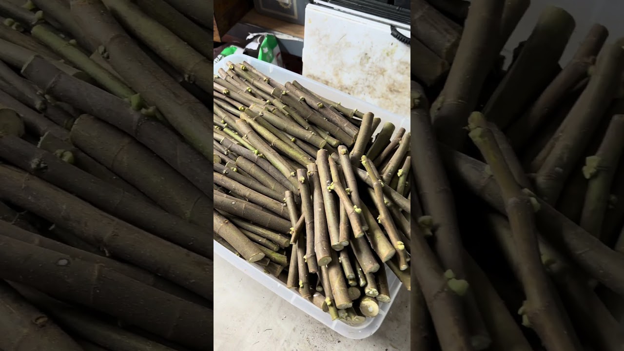 Root Fig Trees FAST with This Easy Sand Propagation Hack! 🌱