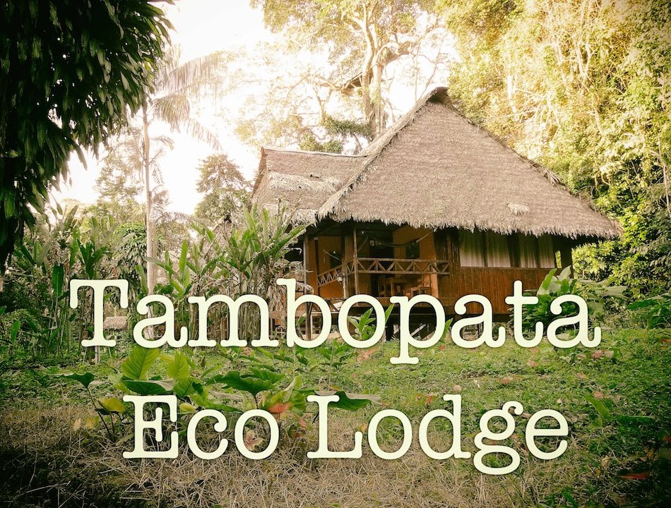 We stayed in a rainforest lodge in Peru 🇵🇪