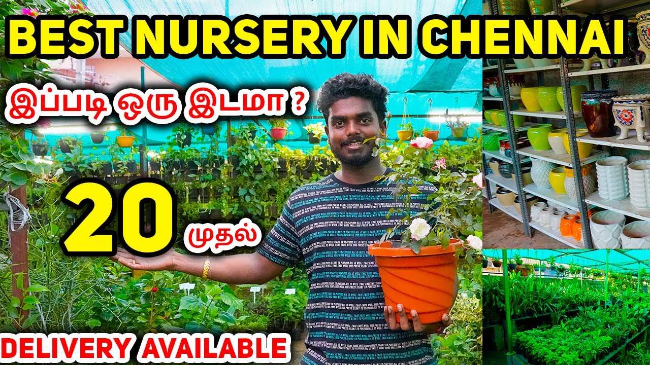 Cheap and best plant nursery in chennai |Unique plants and pots collection in Chennai | A to z |
