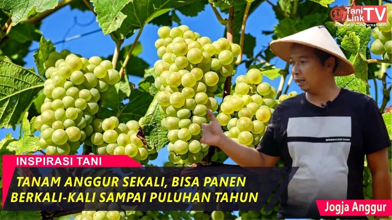 Tips Memulai Budidaya Anggur Dalam Green House, Panen Tak Kenal Musim!