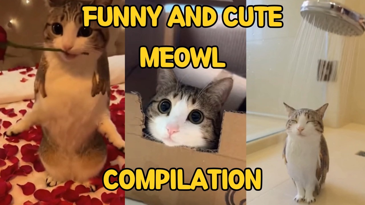 Meowl Compilation🐱🦉