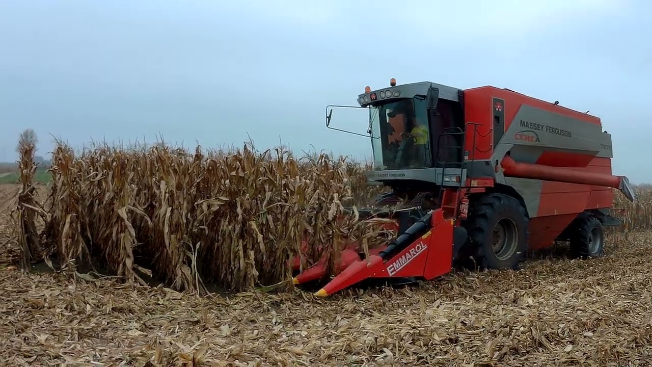 KOSZENIE KUKURYDZY 🌽🌽 NA ZIARNO Massey Ferguson 7272 2022