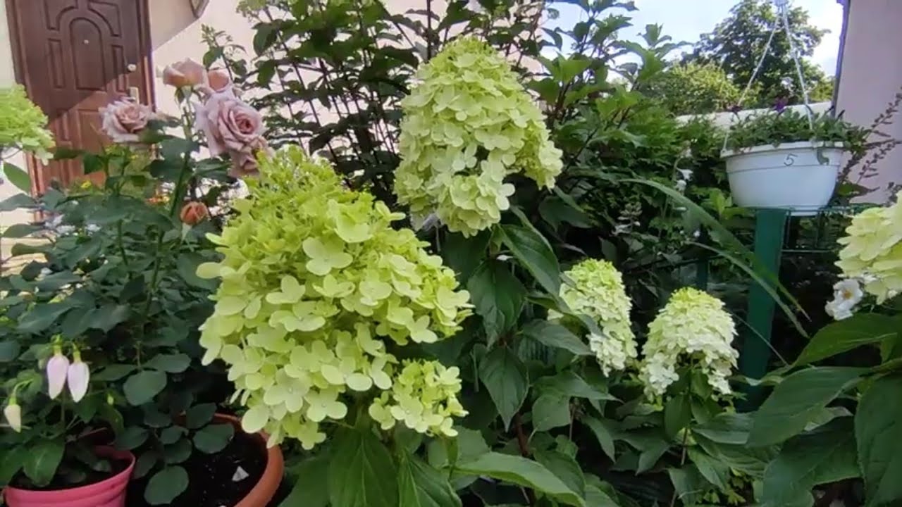 Результат низкой обрезки метельчатых гортензий 🌿🍃🌸🍃 и формирования в форме деревца 🍀🍀