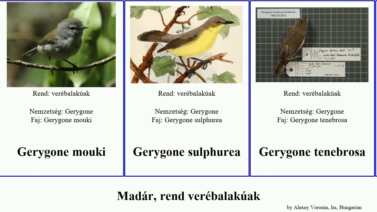 Mad&aacute;r, rend ver&eacute;balak&uacute;ak gerygone bird parti campestris cauta pectoralis fusca dorsalis ruficollis