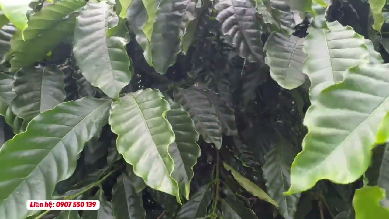 Bán vườn cà phê 3.7ha full cà phê kinh doanh nguồn thu trên 10 tấn giá chỉ  hơn 5 tỷ 