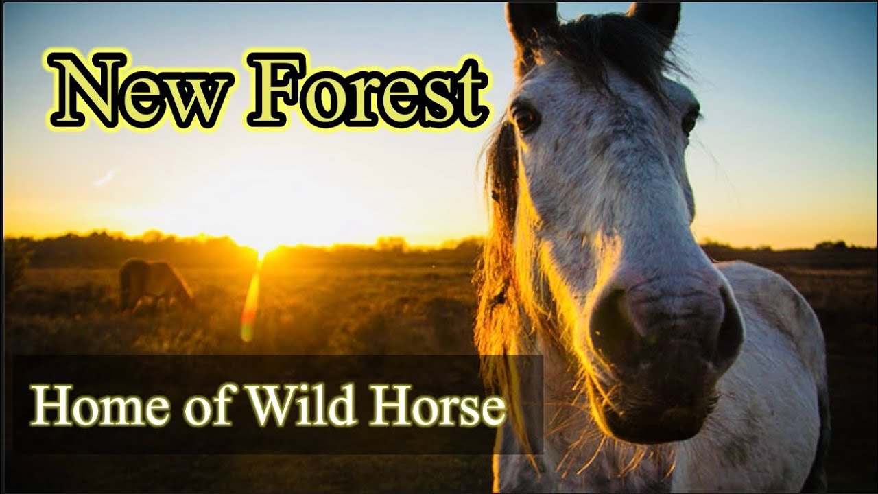 New Forest ||new forest national park||new forest wildlife park || wild horse, Donkey, etc||🐎🫏🐄🐮🦌
