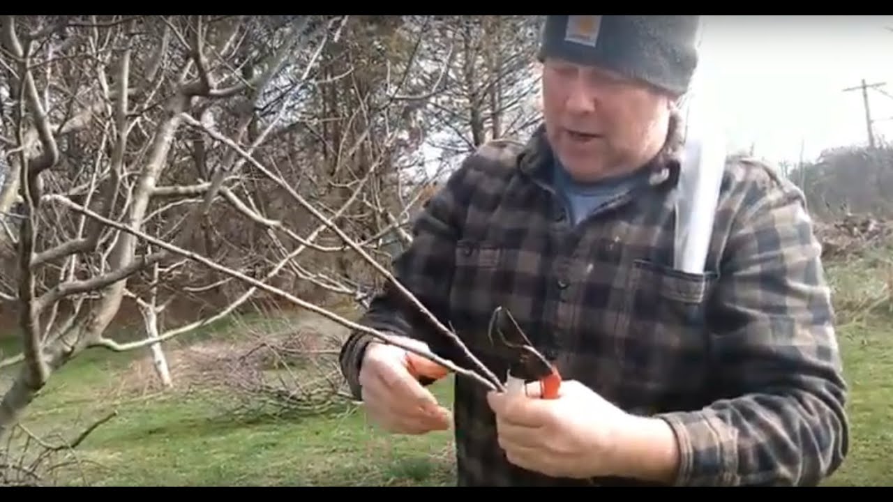How To Select and Store Apple Scionwood for Grafting