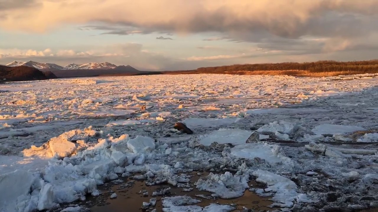 Breakup Timelapse of the Kuskokwim River at Aniak (2017)
