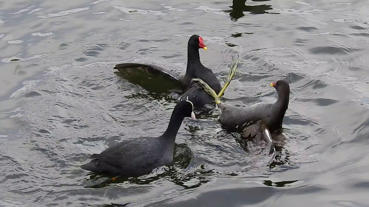 Moorhens fighting