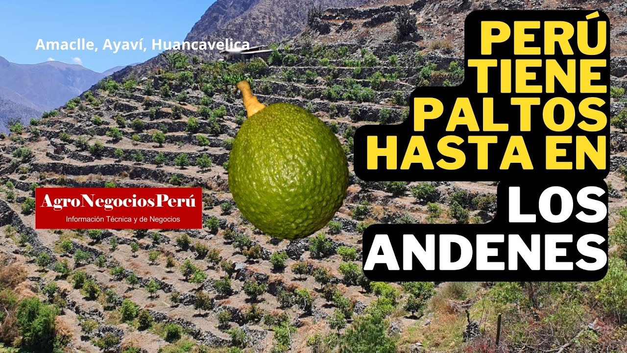Perú cultiva paltos hasta en los andenes incas