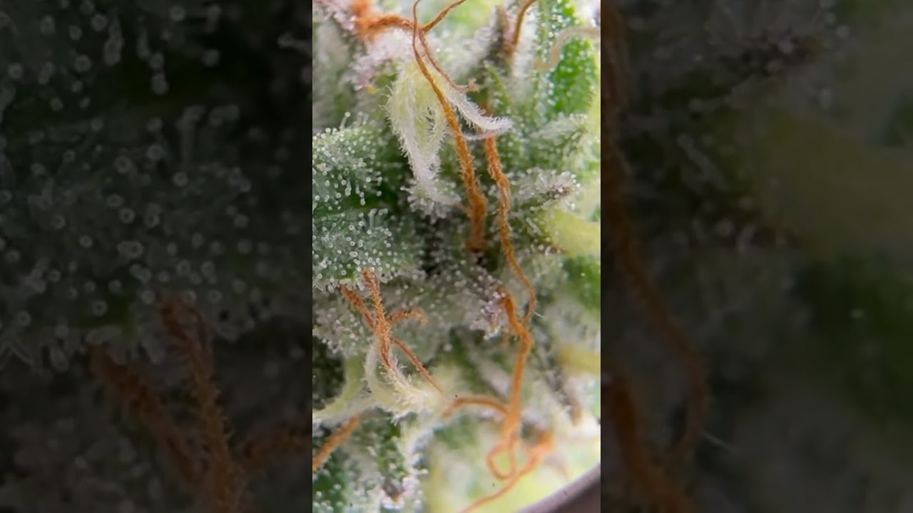 Trichome check at 45 days! #fyp #shortsfeed #420 #trendingshorts #Acinfinity #pnw #cannabisculture