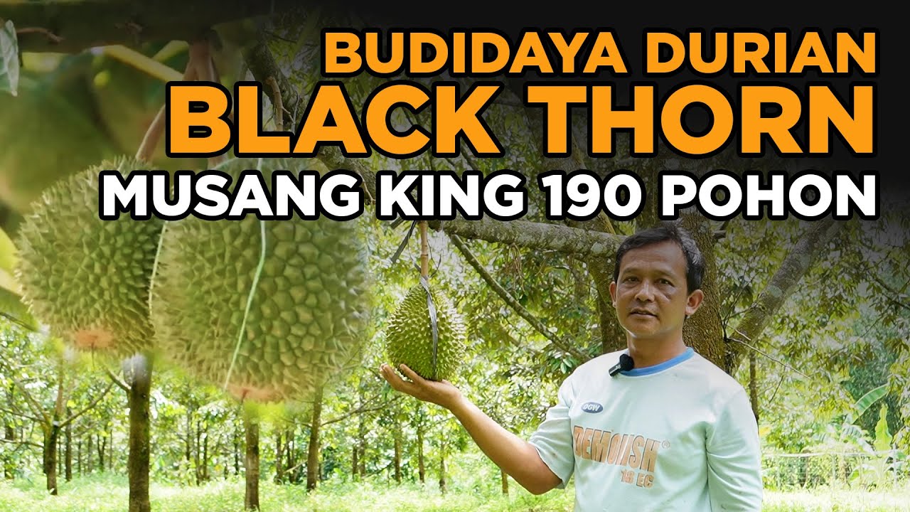 Budidaya Durian Eksklusif BLACK THORN, MUSANG KING, & Bawor – Dijamin Menggiurkan!