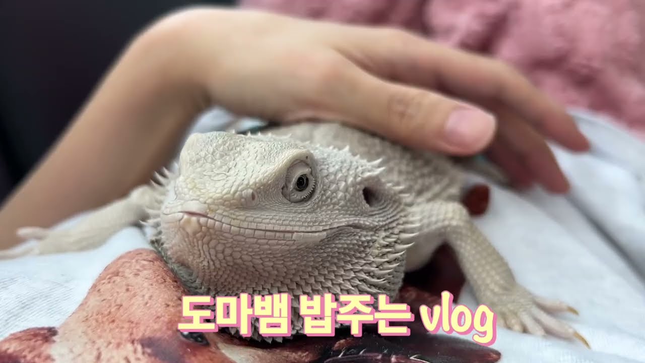 도마뱀 100마리 밥주는 브이로그