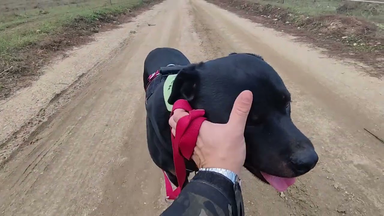 MenhelySztorik 16.rész Rottweiler testvérek / Paul/