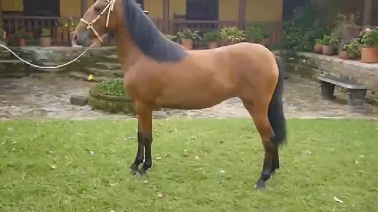 EN LA MARQUEZA EXISTE UNA POTRANCA EXTRATERRESTRE HIJA DE ONIX EN LA CONTROVERSIA DE SAN PEDRO