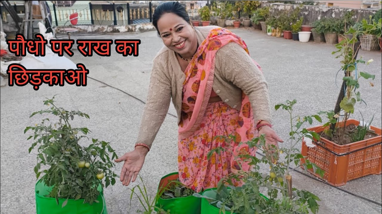 पौधो पर आज राख का छिड़काओ किया।