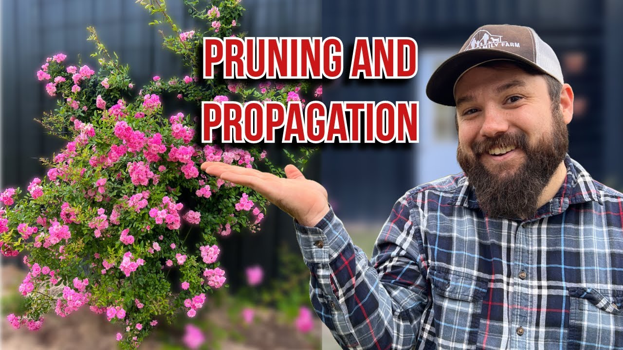 How to PRUNE and PROPAGATE a climbing rose | Peggy Martin Climbing Rose | Rose Care |