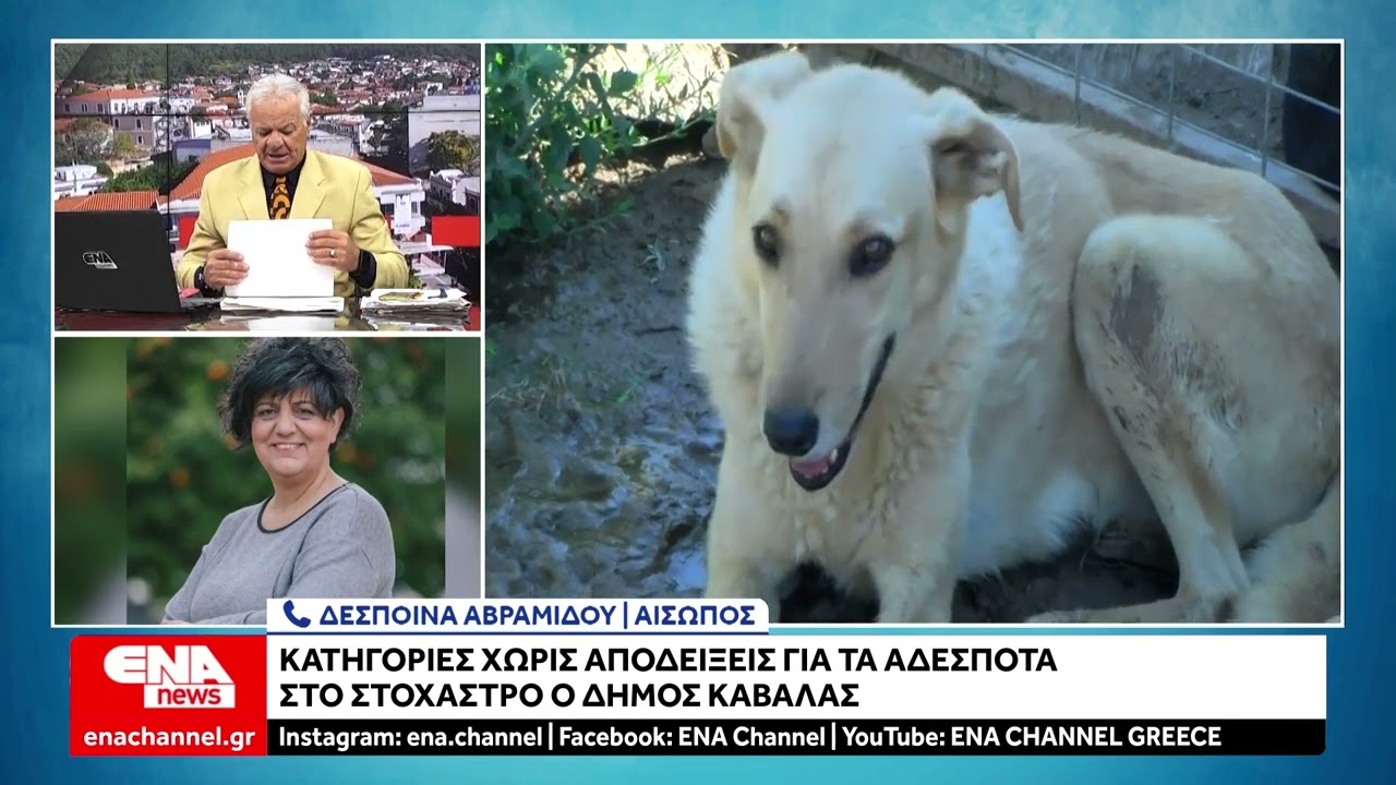 Καβάλα: Κατηγορίες χωρίς αποδείξεις για τα αδέσποτα – Στο στόχαστρο ο Δήμος