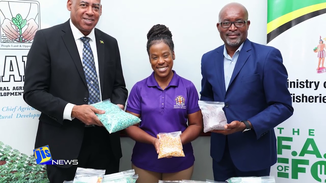 Журнал Ямайка 20.11.2025