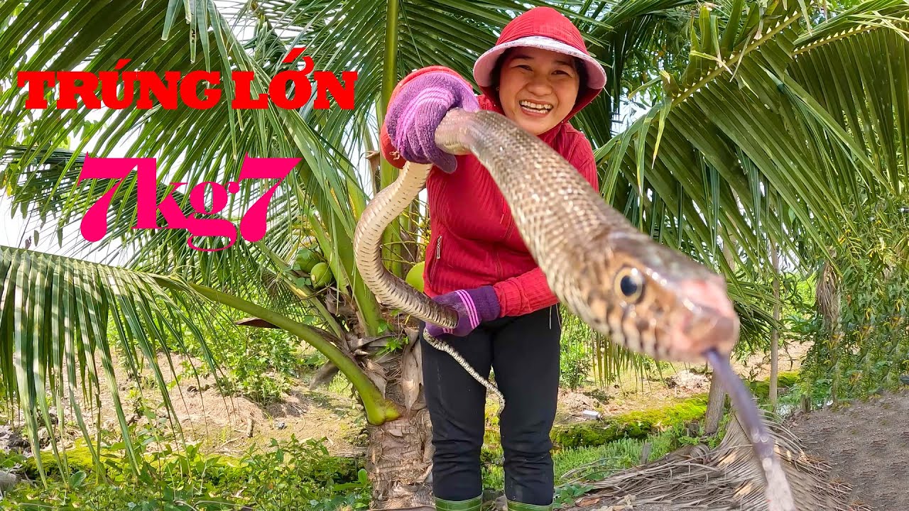 Phá Kỷ Lục, Những Siêu Phẩm Lộ Diện l cò sang bẫy rắn l tập 148