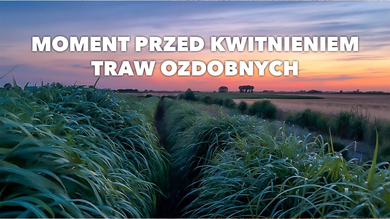 Trawy ozdobne przed kwitnieniem! miskant 🌾 rozplenica 🌾 proso 🌾 palczatka 🌾 trzęślica i inne