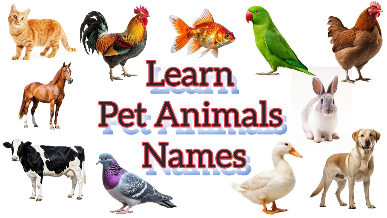 Pet Animals Name in English | Kids Learning Video | Dog Cat Cow Animals