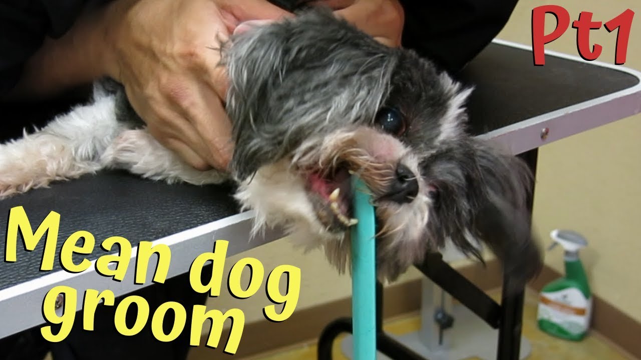 The Meanest Black and White Shih tzu to be groomed PT1 of 3
