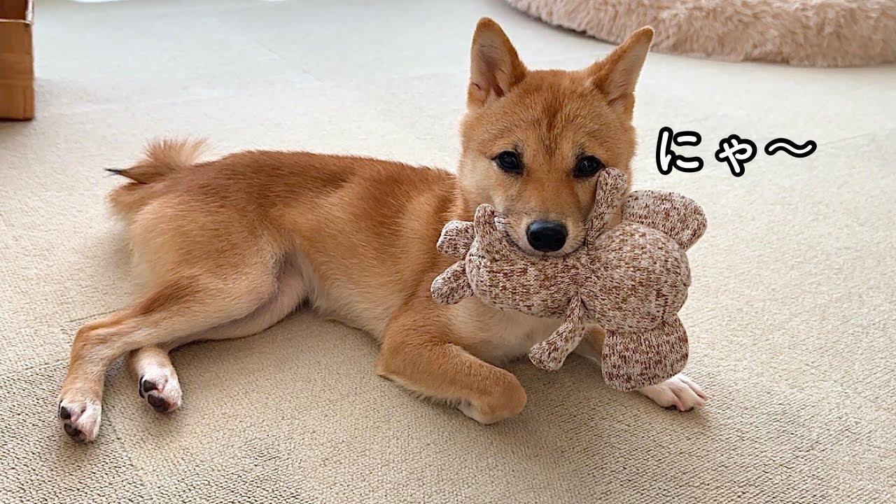 妹柴がいつも猫のような声でないている理由がわかってきました