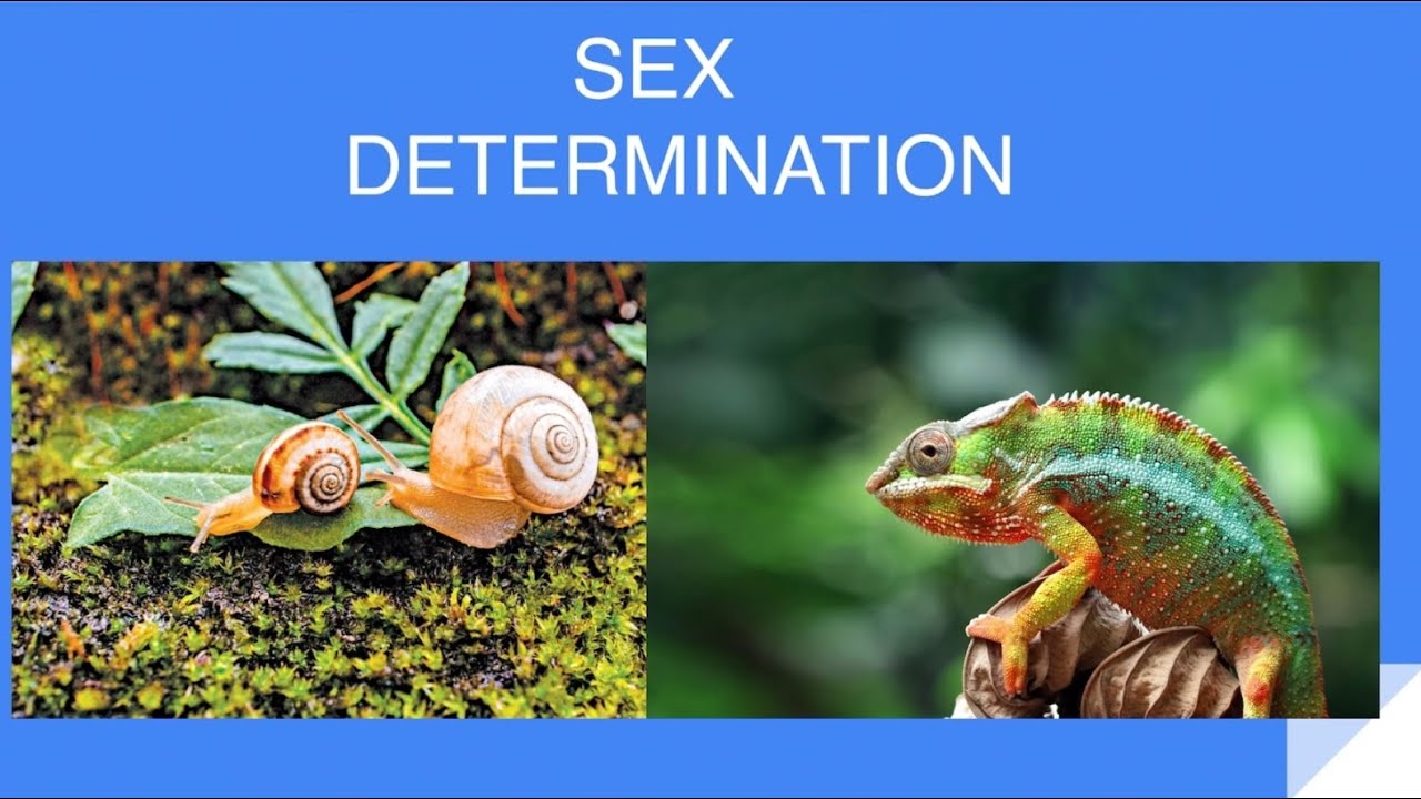 Heredity 6- Sex Determination in Reptiles & Snails #viralvideo #class10science #heredityandevolution