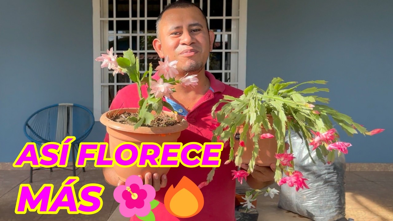El SECRETO para que tu Cactus Navideño explote en flores 🎄🌸 #cactusflower #schlumbergera #flores