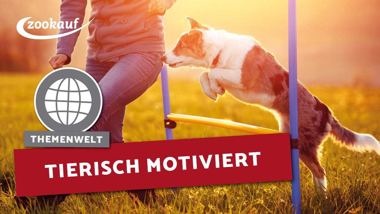 Tierisch motiviert - Dem Spa&szlig; auf der Spur!| Heimtier TV