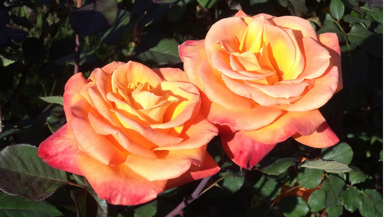 San Jose Municipal Rose Garden in full bloom in 4K, Best Rose Garden in America, San Jose, CA