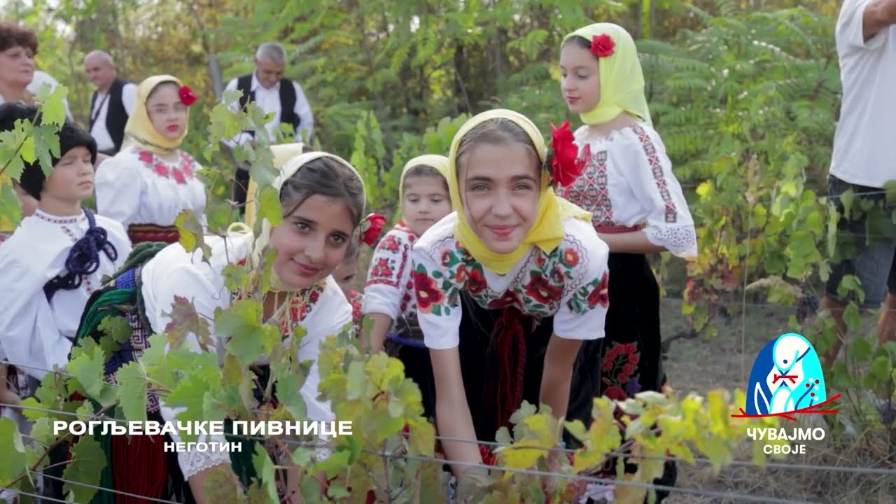 Negotin, KRAJINSKA BERBA | Čuvajmo svoje | Balkan Trip TV