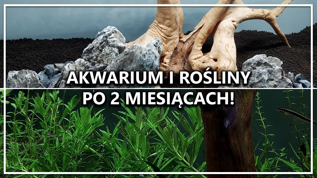 AKWARIUM I ROŚLINY PO 2 MIESIĄCACH!