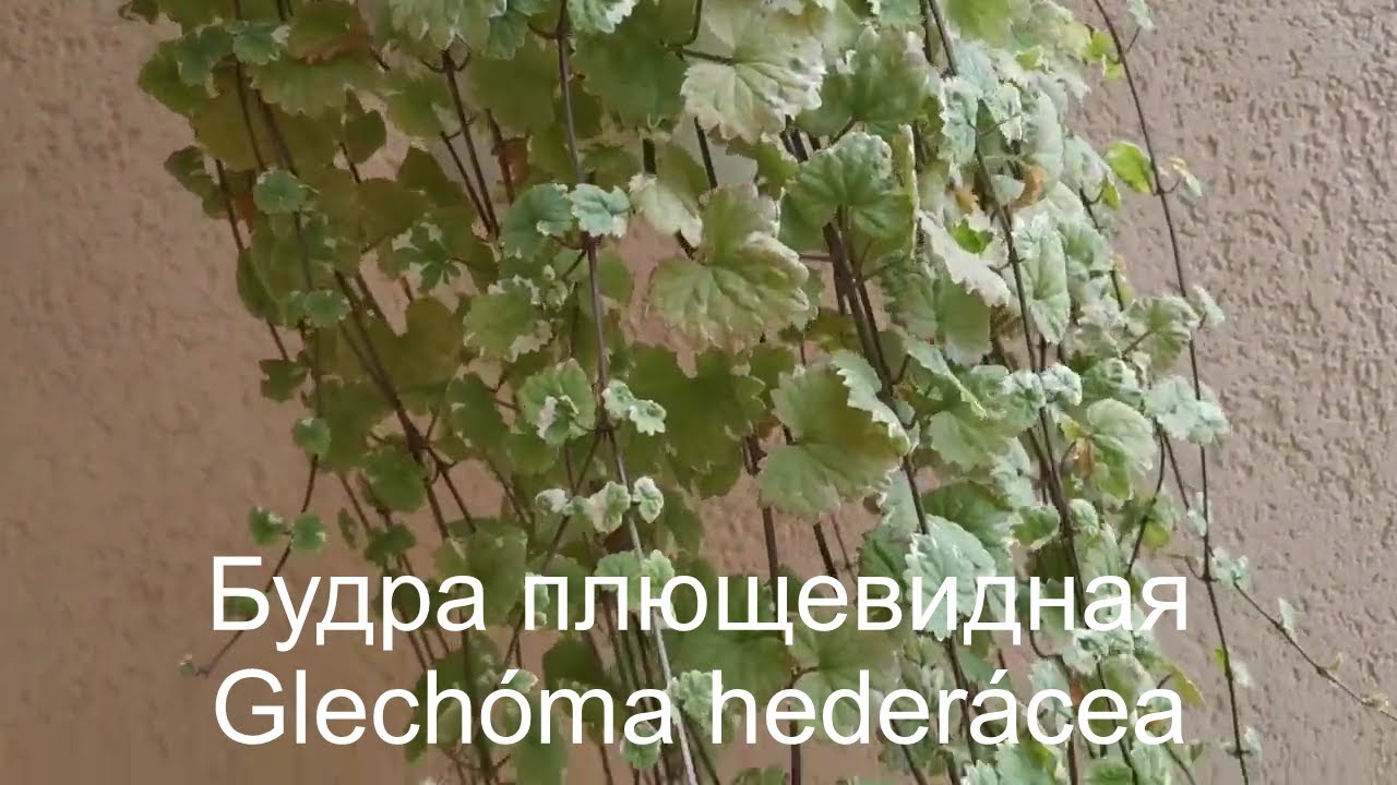 Будра с черным парусом