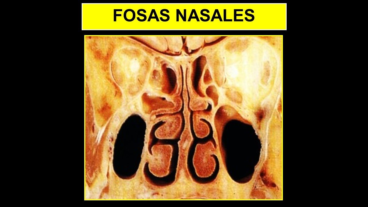 ANATOM&Iacute;A ES F&Aacute;CIL - FOSAS NASALES EN 5 MINUTOS